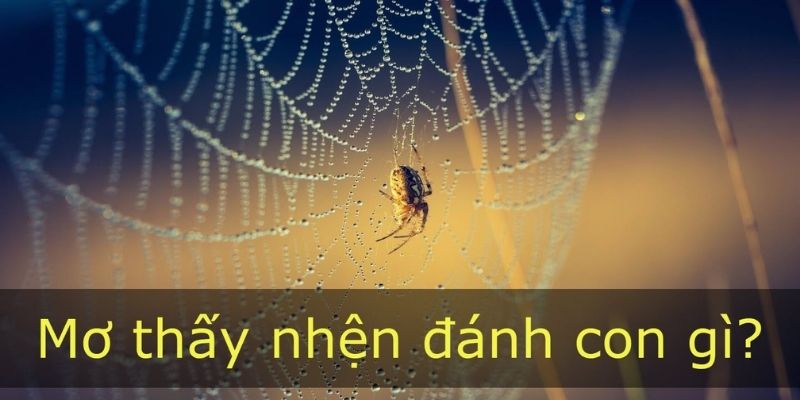 Mơ thấy nhện - Jun88 giải mã giấc mơ 6 mo thay nhen 2